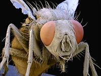 Фотографии насекомых увеличенных электронным микроскопом