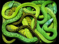 Интересный креатив из змей