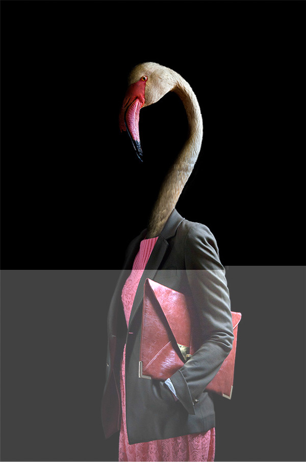 Фламинго в одежде фото
