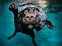Подводные собачьи фото